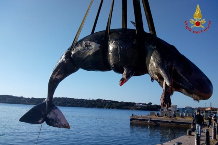 La balena trovata morta a Cala Romantica, vicino a Porto Cervo.