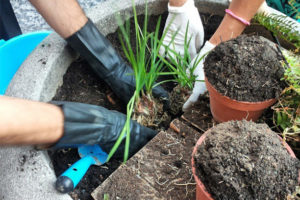 Operazione di guerrilla gardening di Cleanap